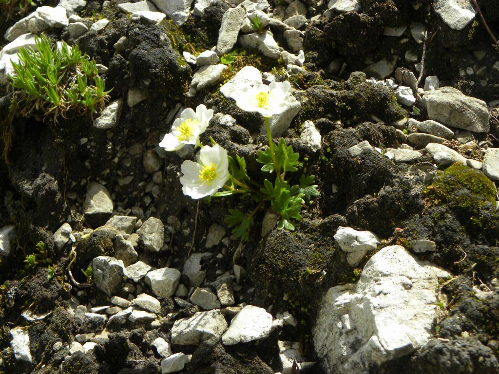 Ranunculus alpestris